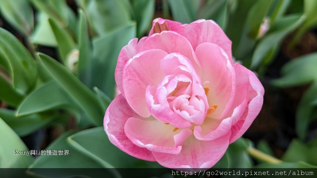 [台北景點] 2024士林官邸鬱金香展-香鬱祈福 14萬