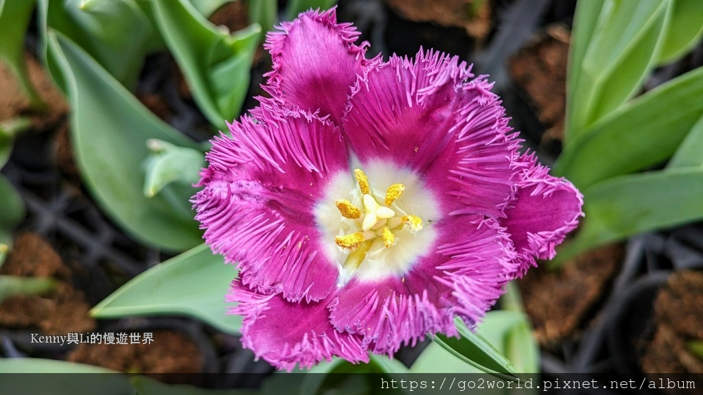 [台北景點] 2024士林官邸鬱金香展-香鬱祈福 14萬