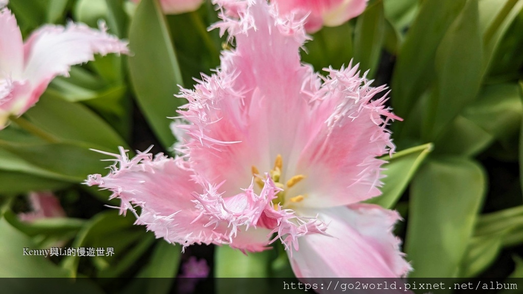 [台北景點] 2024士林官邸鬱金香展-香鬱祈福 14萬