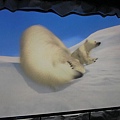 北極熊影片