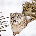 snow-leopard-1985510_1920.jpg