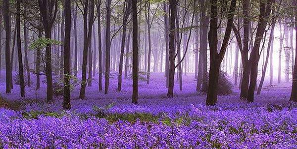 比利時 Hallerbos 的風信子花園.jpg