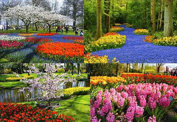 庫肯霍夫公園 Keukenhof.jpg