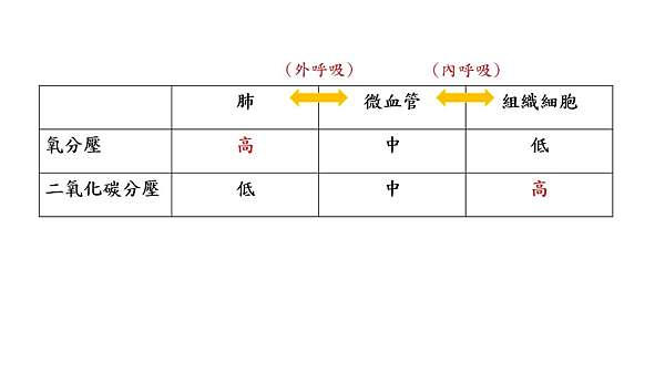 生理學 呼吸系統 煉金術師 Saligia 痞客邦