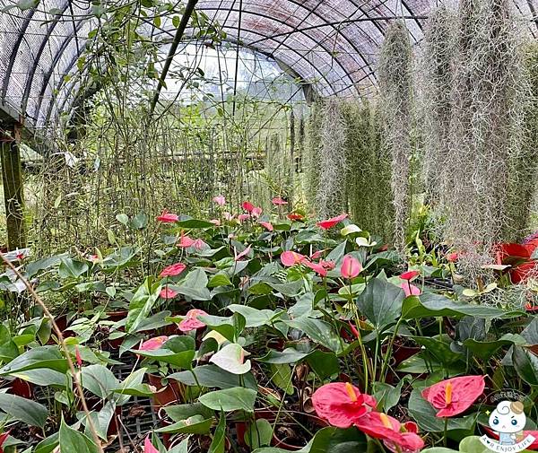 【宜蘭景點推薦】金雙甡花卉農場，擁有獨家浪漫的文心蘭黃金隧道