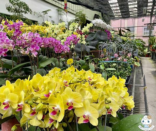 【宜蘭景點推薦】金雙甡花卉農場，擁有獨家浪漫的文心蘭黃金隧道
