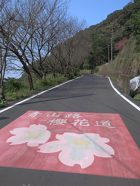 三芝青山路櫻花道