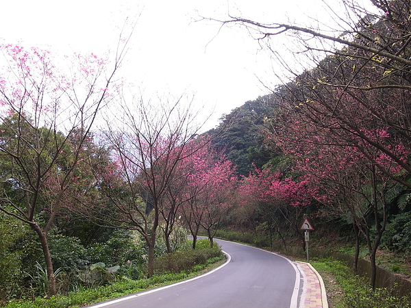 也是一種櫻木花道