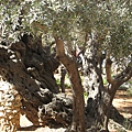 園內最老最大的橄欖樹