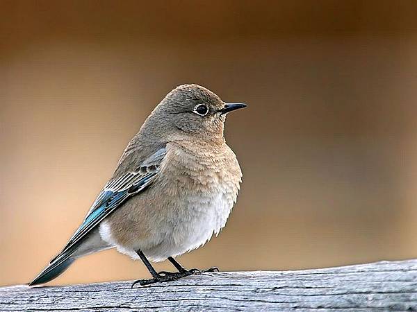 Female%20bluebird