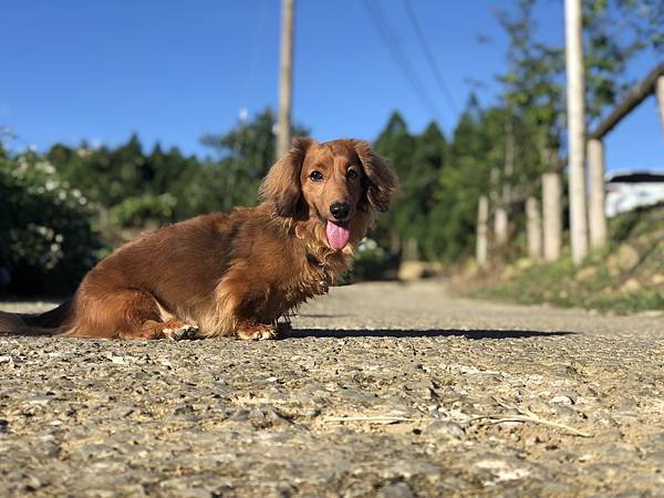 2018525 苗栗高山青之呷搓冰_180528_0079.jpg