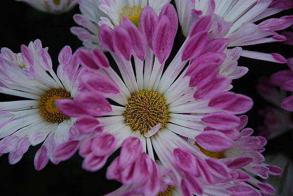 DSC_7768.JPG DSC_7768.JPG