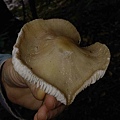 mushroom 3 small.jpg