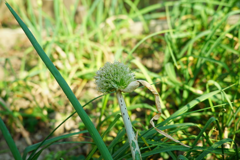 菜園教室16.JPG