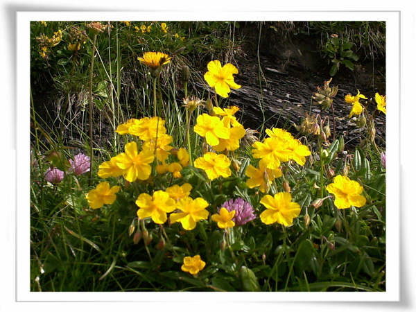 阿爾卑斯山的野花(1).jpg