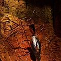 IMG_9379.jpg