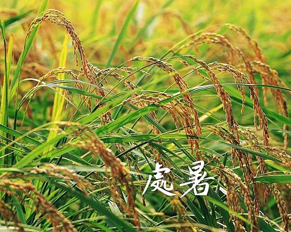 節氣養生 節氣養生