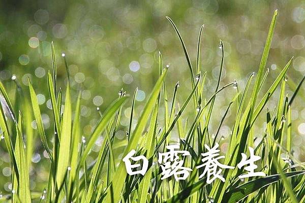 節氣養生 白露 節氣養生 白露