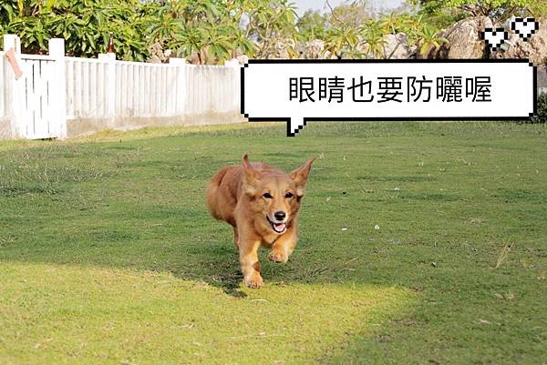 紫外線對貓狗的傷害 紫外線對貓狗的傷害