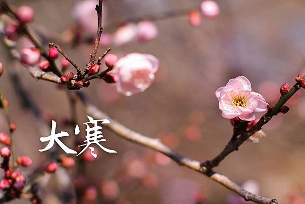 梅花.jpg 梅花.jpg