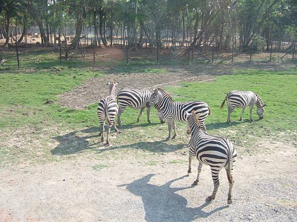 賽福瑞野生動物園.JPG