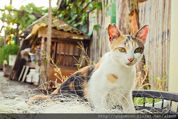 Cat zone 貓咪地帶