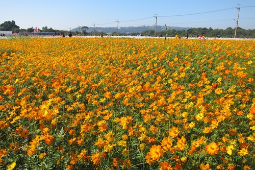 2012新社花海節