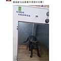 分享文_台南大型白單馬_寵物店.jpg