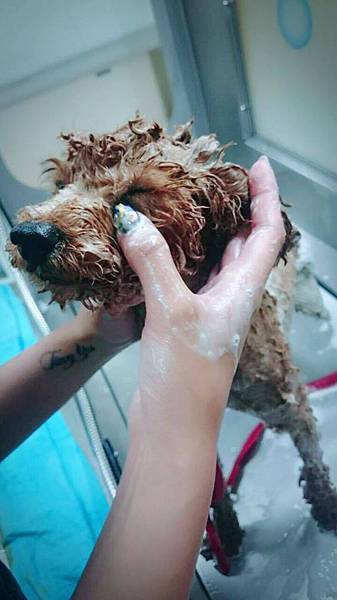 12620536_559356427546564_1461460820_o