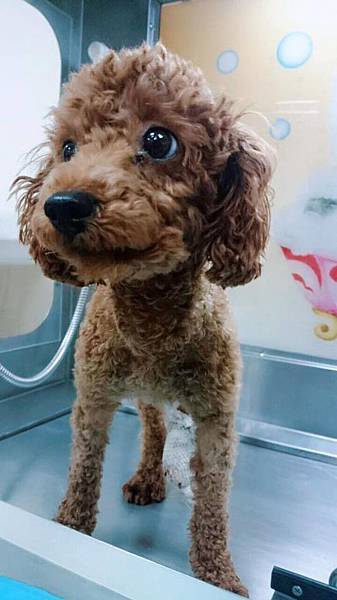 12632957_559356384213235_421246400_o