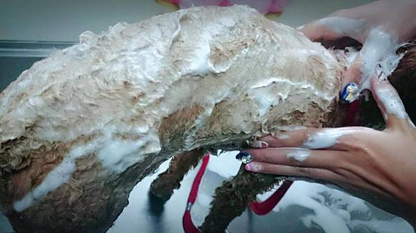 12631142_559356430879897_1054316612_o