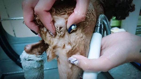 12630892_559356420879898_1829778217_o