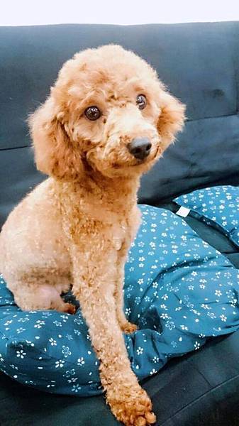 12630911_559390377543169_1300745845_o