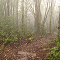 IMG_5154.jpg