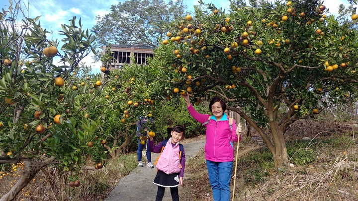 1091220-關西東山農園採橘趣_201222_0022.jpg 1091220-關西東山農園採橘趣_201222_0022.jpg