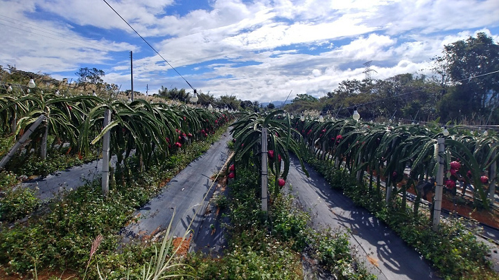 1091220-關西東山農園採橘趣_201222_0050.jpg 1091220-關西東山農園採橘趣_201222_0050.jpg