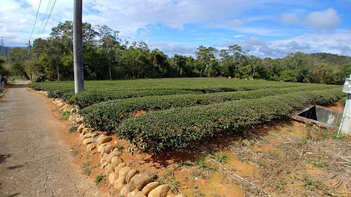 1091220-關西東山農園採橘趣_201222_0048.jpg 1091220-關西東山農園採橘趣_201222_0048.jpg