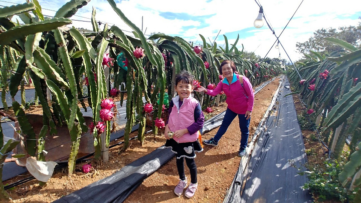 1091220-關西東山農園採橘趣_201222_0051.jpg 1091220-關西東山農園採橘趣_201222_0051.jpg