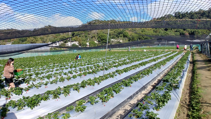 1091220-關西東山農園採橘趣_201222_0064.jpg 1091220-關西東山農園採橘趣_201222_0064.jpg