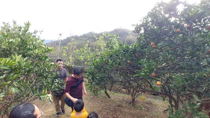 1091226-九芎湖步道採橘_201228_0002.jpg 1091226-九芎湖步道採橘_201228_0002.jpg