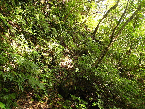 981224【北縣汐止】石硿子山林小徑、石硿大崙、姜子頭山