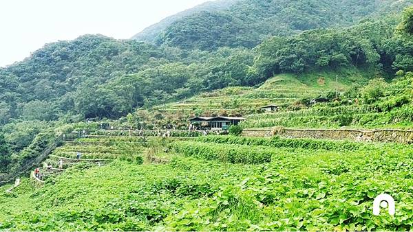 大梯田花卉生態農園