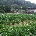 2008525出國前聚會 050.jpg