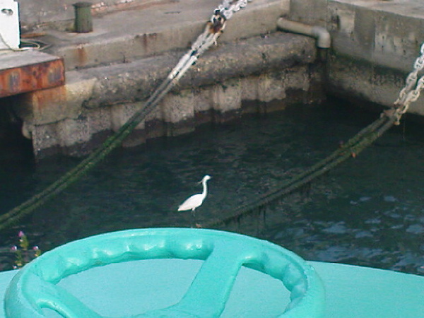 在船旁邊覓食的白鷺鷥