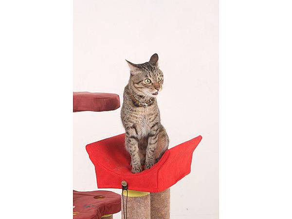 海登寵物用品貓咪與貓居貓跳台047.jpg