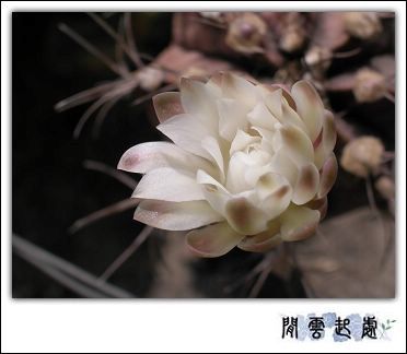 仙人掌花1.jpg