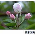 蘋果花1.jpg