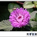 藍冠菊01.jpg