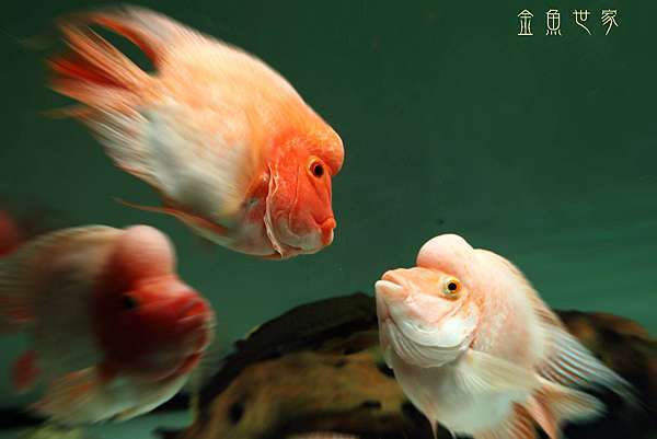 元寶財神 金魚世家部落格 痞客邦