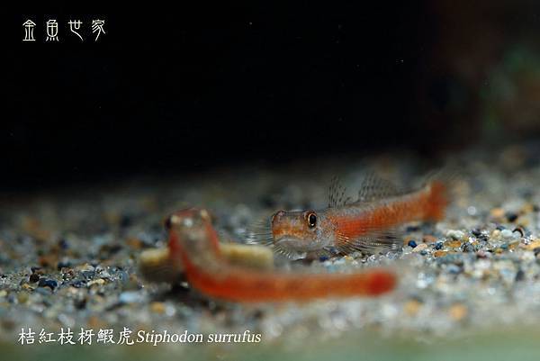 IMG_8327桔紅枝枒蝦虎Stiphodon surrufus